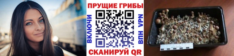 Купить где  Каневская  Псилоцибиновые грибы Psilocybe 